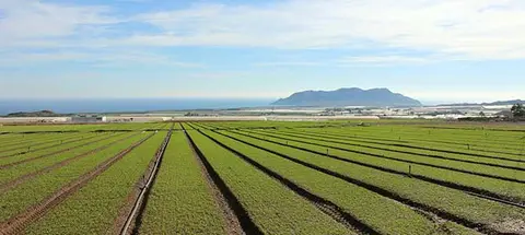 Campo de cultivo. (Archivo)