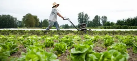 Trabajador en el campo.
