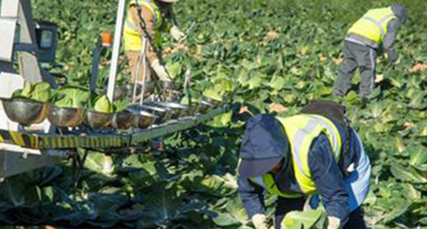 Agricultores. (Archivo)
