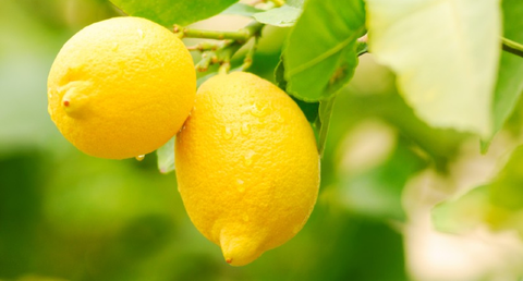 Lim&oacute;n Fino de Murcia. (Archivo)