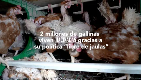La ONG Equalia acusa a Mercadona de &lsquo;Welfare Washing&rsquo; por vender huevos de gallinas enjauladas