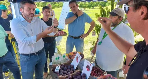 El consejero en funciones, Antonio Luengo, durante la presentaci&oacute;n de las nuevas variedades de fruta de hueso del IMIDA.