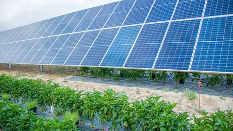 Instalaci&oacute;n agrovoltaica de Soltec.