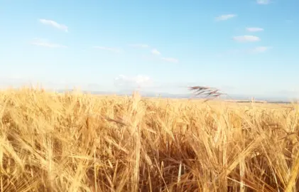 Sector Agro.