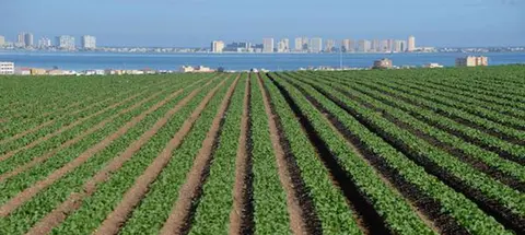 Agricultura en el Mar Menor. (Archivo)