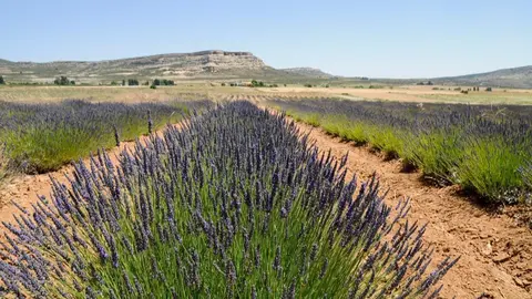 Cultivos de lavanda en el Noroeste de la Regi&oacute;n de Murcia.