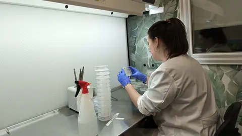 Imagen de una investigadora del IMIDA, durante los trabajos de investigaci&oacute;n para la mejora del cultivo de br&oacute;coli.  (CARM)