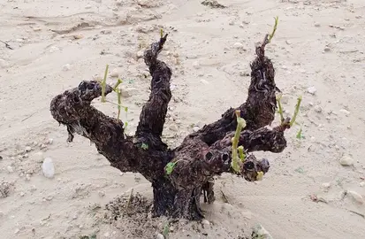 Detalle de una cepa da&ntilde;ada.