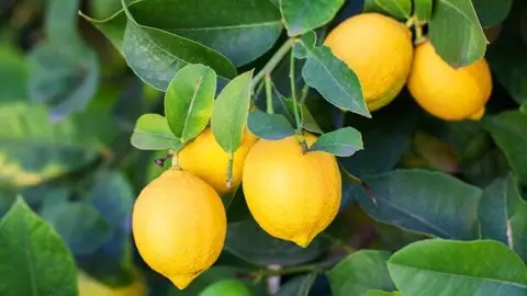 Lim&oacute;n Verna. (Asaja Murcia)
