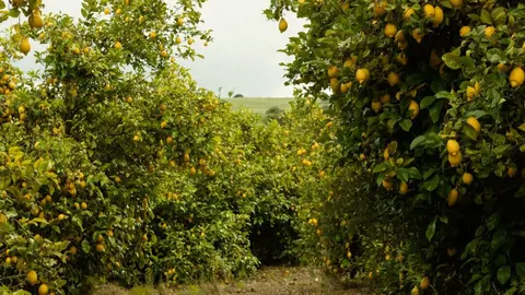 Limoneros. (Freepik)
