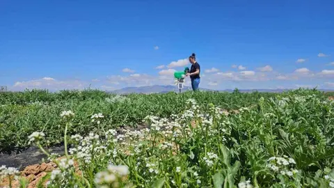 Imagen de los cultivos en el entorno del Mar Menor. (Proexport)