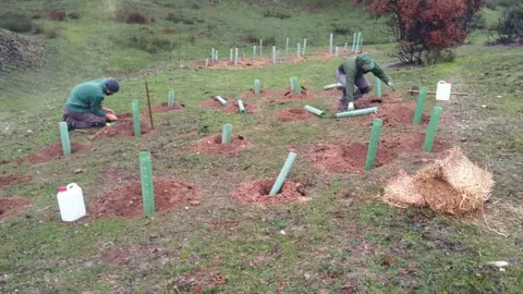 Trabajos de reforestaci&oacute;n. (Hefame)
