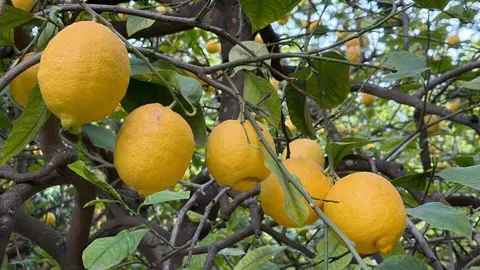 Limones. (MD)