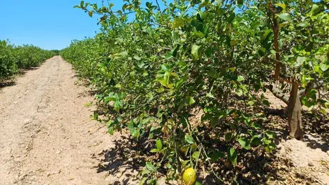 Imagen de limoneros de la Regi&oacute;n de Murcia. (CARM)