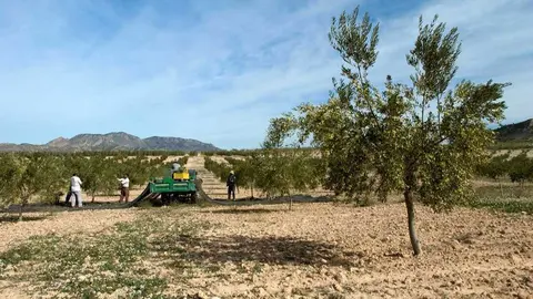 Imagen de archivo de agricultores trabajando en un cultivo de secano. (CARM)