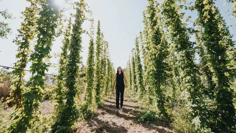 Cultivo de l&uacute;pulo de Estrella de Levante. (Estrella de Levante)