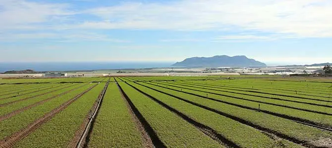 Campo de cultivo. (Archivo)
