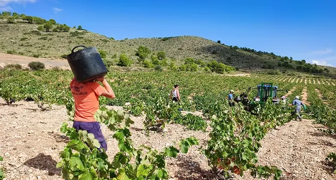 9031_vendimia-jumilla-monastrell-zona-media