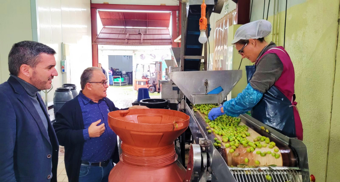 20221230 Aceitunas Guillam&oacute;n