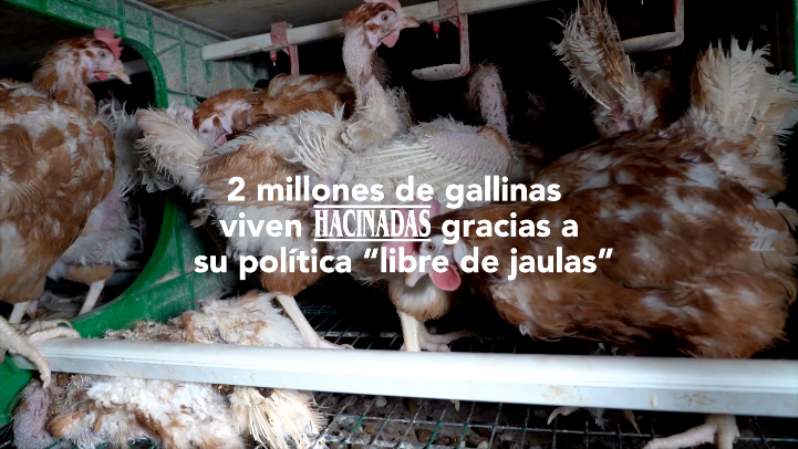 La ONG Equalia acusa a Mercadona de ‘Welfare Washing’ por vender huevos de gallinas enjauladas