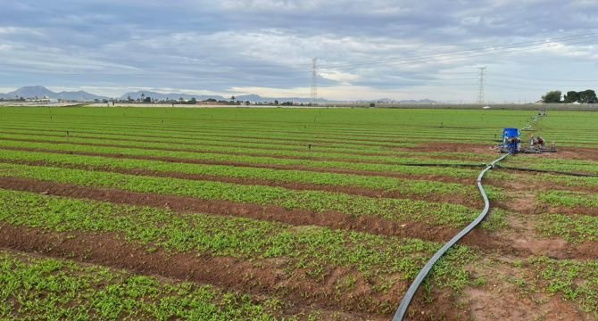 La tesis avala el uso de compost agroindustrial para el control biológico de enfermedades en cultivos de lechuga y espinaca.