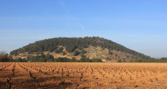 COAG ha propuesto un foro para el mantenimiento del secano en la Región de Murcia con medidas que faciliten el mantenimiento de la actividad de secano. (Archivo)