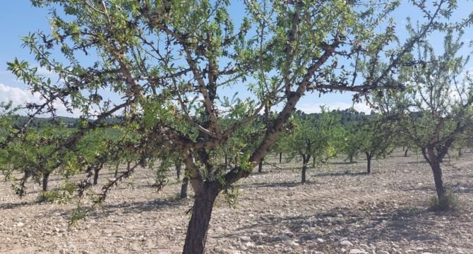 Los productores murcianos recibirán 45,3 euros por hectárea para paliar la sequía, mientras que otras comunidades recibirán 90,6 euros por hectárea. 