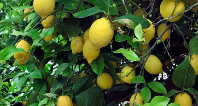 9756_220329limon