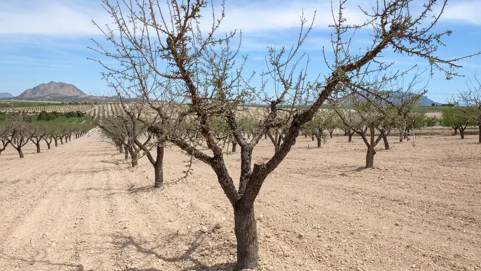 Plantaci&oacute;n de almendros extenuados por la falta de agua en la zona de El Cagit&aacute;n, en Mula. (Archivo)