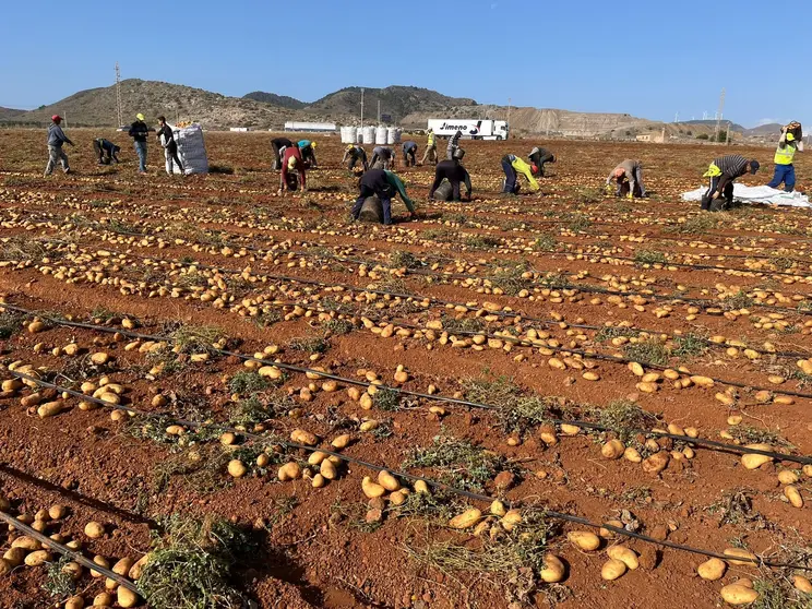 Recolecci&oacute;n de patatas en el campo de Cartagena.