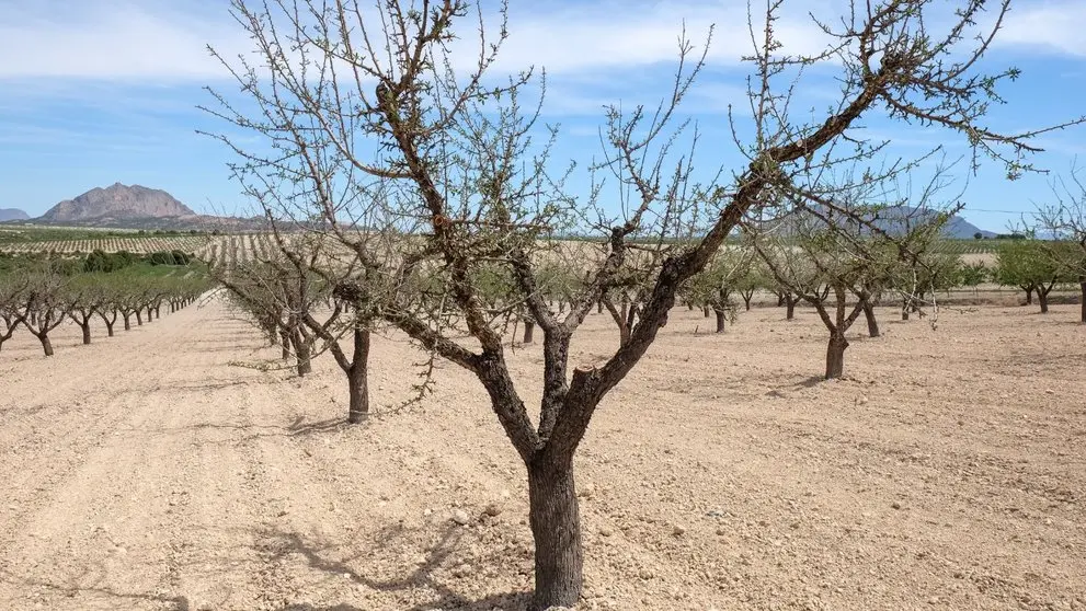 Imagen de almendros afectados por la sequ&iacute;a. (Archivo)