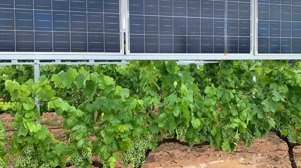Estructuras agrovoltaicas para vi&ntilde;edos desarrollados con ayudas del Programa Regional de Transferencia de Conocimientos de las Fundaci&oacute;n S&eacute;neca.
