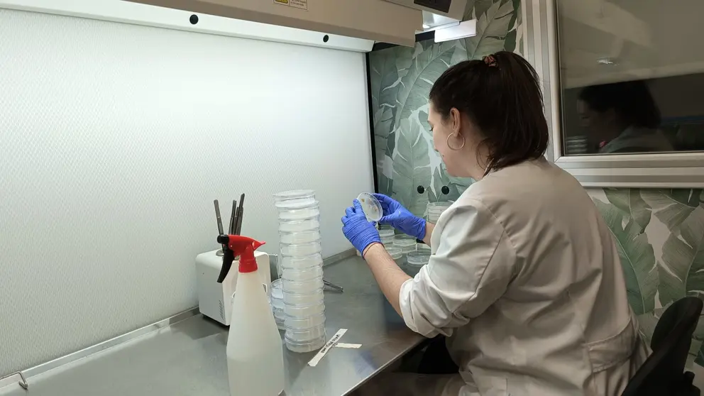 Imagen de una investigadora del IMIDA, durante los trabajos de investigaci&oacute;n para la mejora del cultivo de br&oacute;coli.  (CARM)