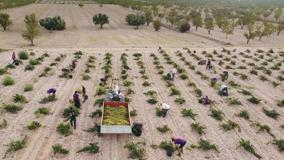 Tras tres a&ntilde;os de intensa sequ&iacute;a, la producci&oacute;n en las parcelas de secano disminuye, pero no la calidad de los vinos. (DOP Jumilla)