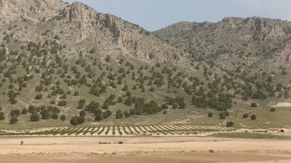 Foto de agricultura en zona de monta&ntilde;a en Caravaca de la Cruz. (CARM)