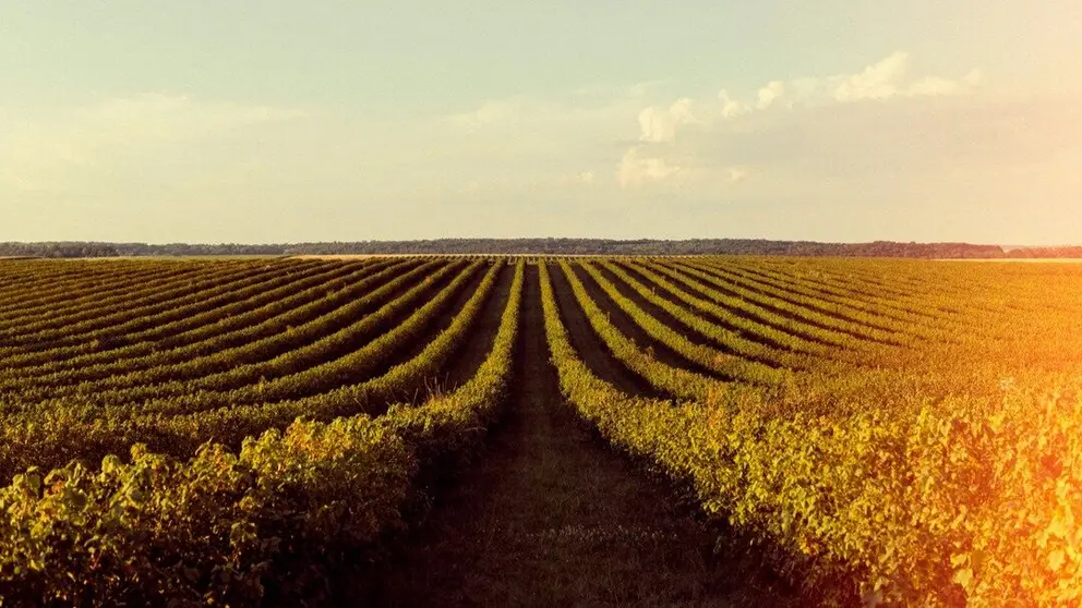 Imagen de un campo. (Freepik)