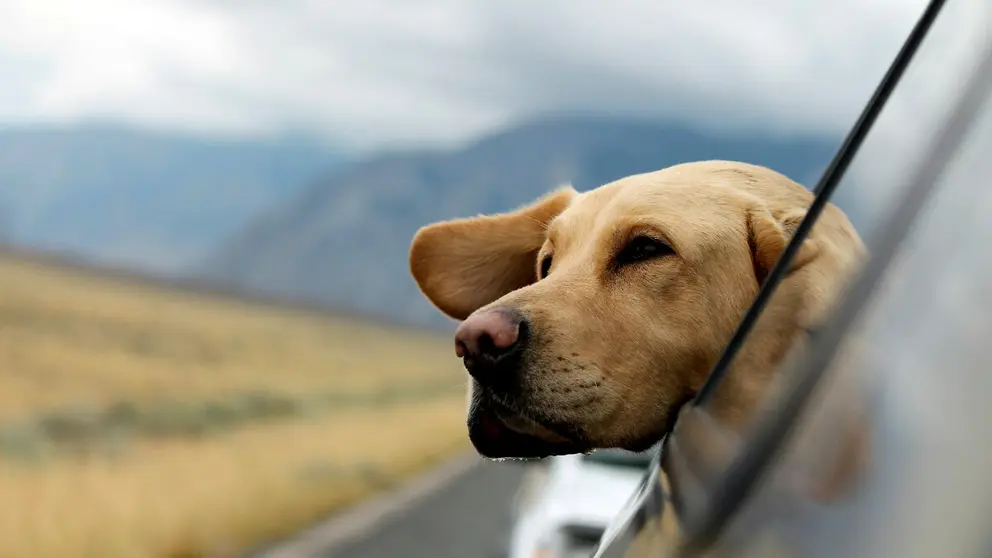 Todo lo que tienes que tener en cuenta para viajar con mascota sin volverte loco