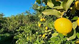 Limoneros. (Asaja)
