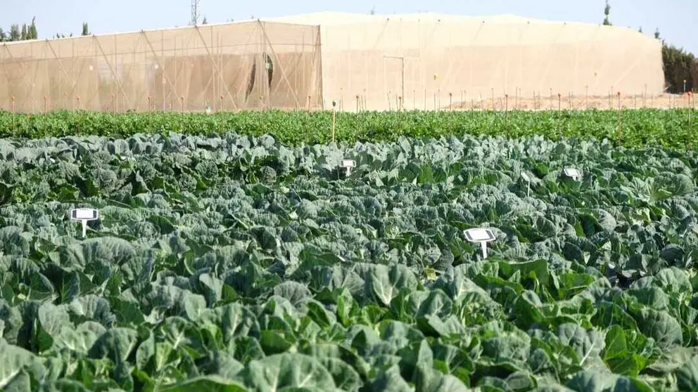 Imagen de una finca experimental de br&oacute;coli. (Fecoam)