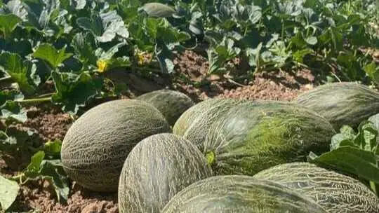 Melones de El Secreto de Mi Tierra. (Agencia Weekend)