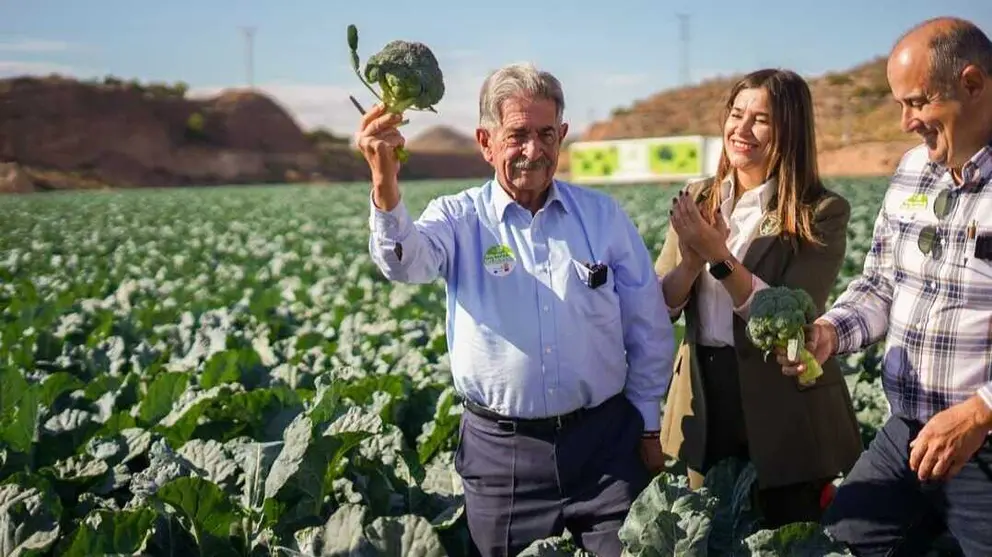 Imagen del Embajador del br&oacute;coli, Miguel &Aacute;ngel Revilla, realizando el primer corte de la temporada en una finca de Sacoje. (+Br&oacute;coli)