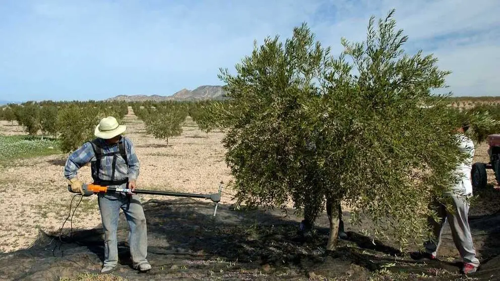 Agricultores de olivo trabajando en campo. (CARM)