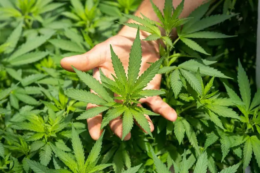 CBD: qu&eacute; es, beneficios, usos y todo lo que debes saber sobre este compuesto natural. Imgen:<a target="_blank" href="https://unsplash.com/es/fotos/planta-verde-en-la-mano-de-las-personas-nFumIdf3IHE"> Unsplash</a>