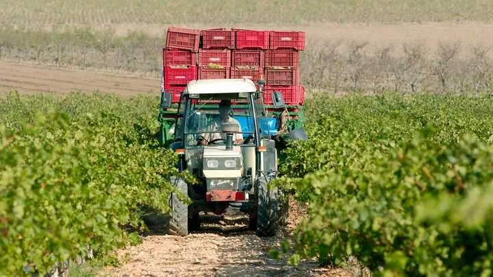 Imagen de archivo de un agricultor sobre un tractor en un cultivo de uva de vinificaci&oacute;n. (CARM)