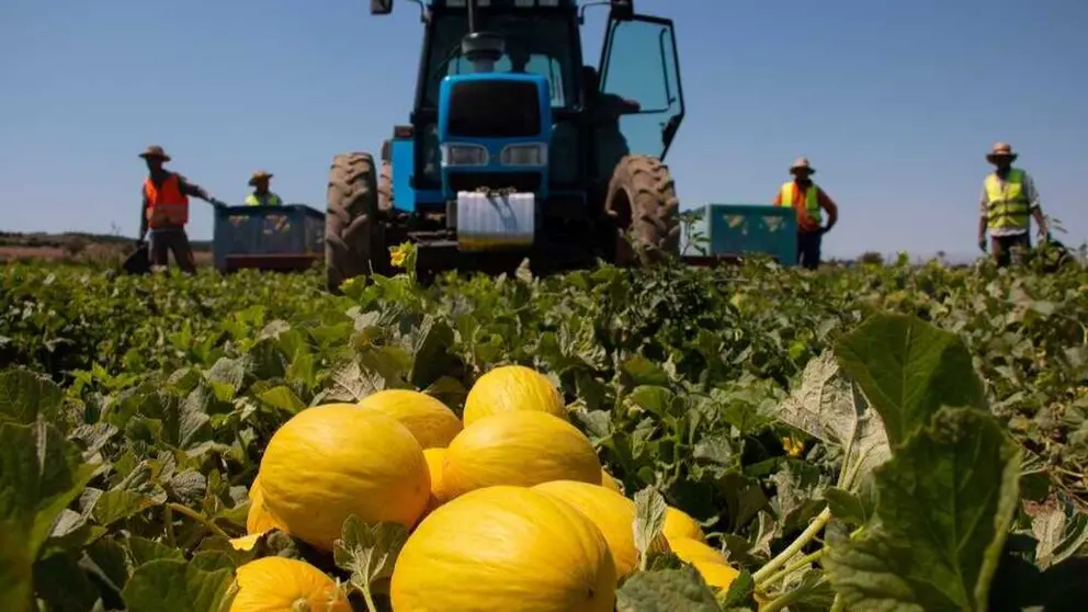 Mel&oacute;n amarillo de Marfruit. (Anecoop)
