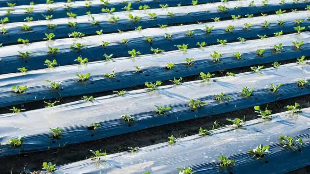 Pl&aacute;sticos biodegradables. (Cetec)