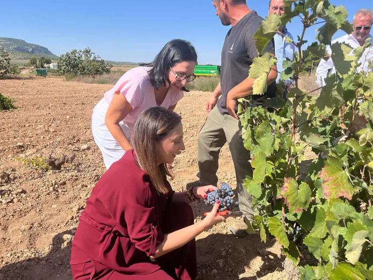 Imagen de la consejera Sara Rubira en un vi&ntilde;edo de Yecla donde se trabaja en la vendimia. (Archivo CARM)