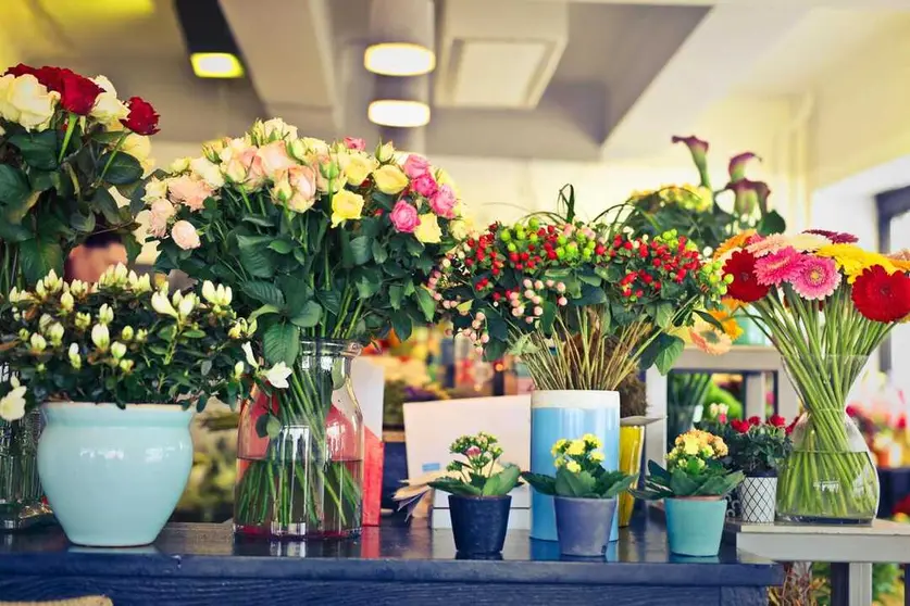 Diferentes ramos de plantas de interior- foto: pexels-olly-947914