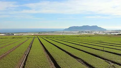 Campo de cultivo. (Archivo)