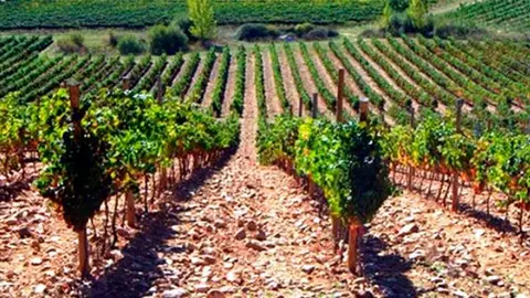 Viticultura. (Archivo)